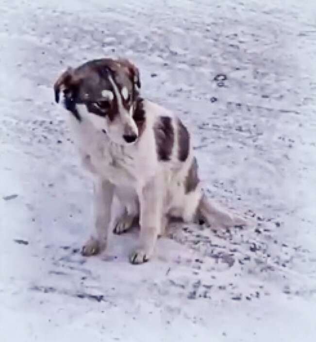 Ласка