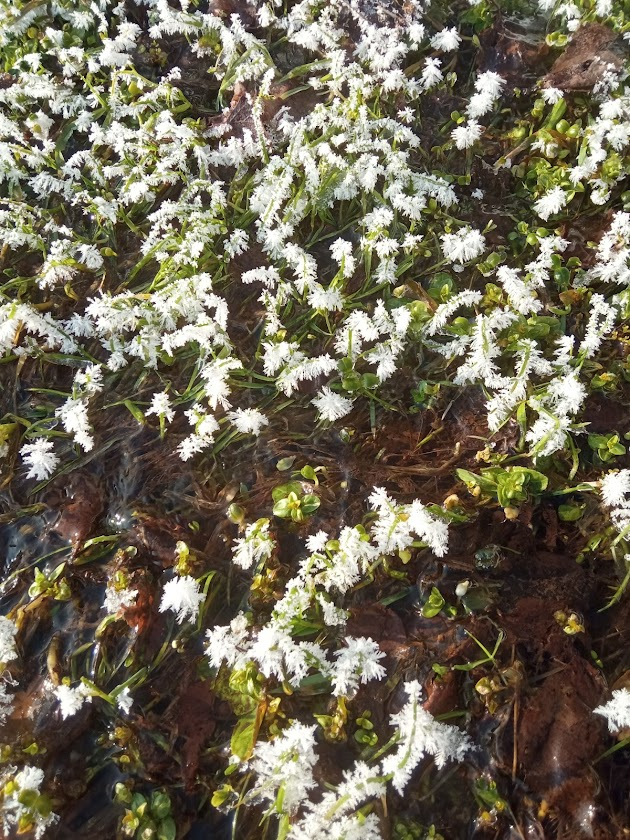 зимние цветы-кристаллы