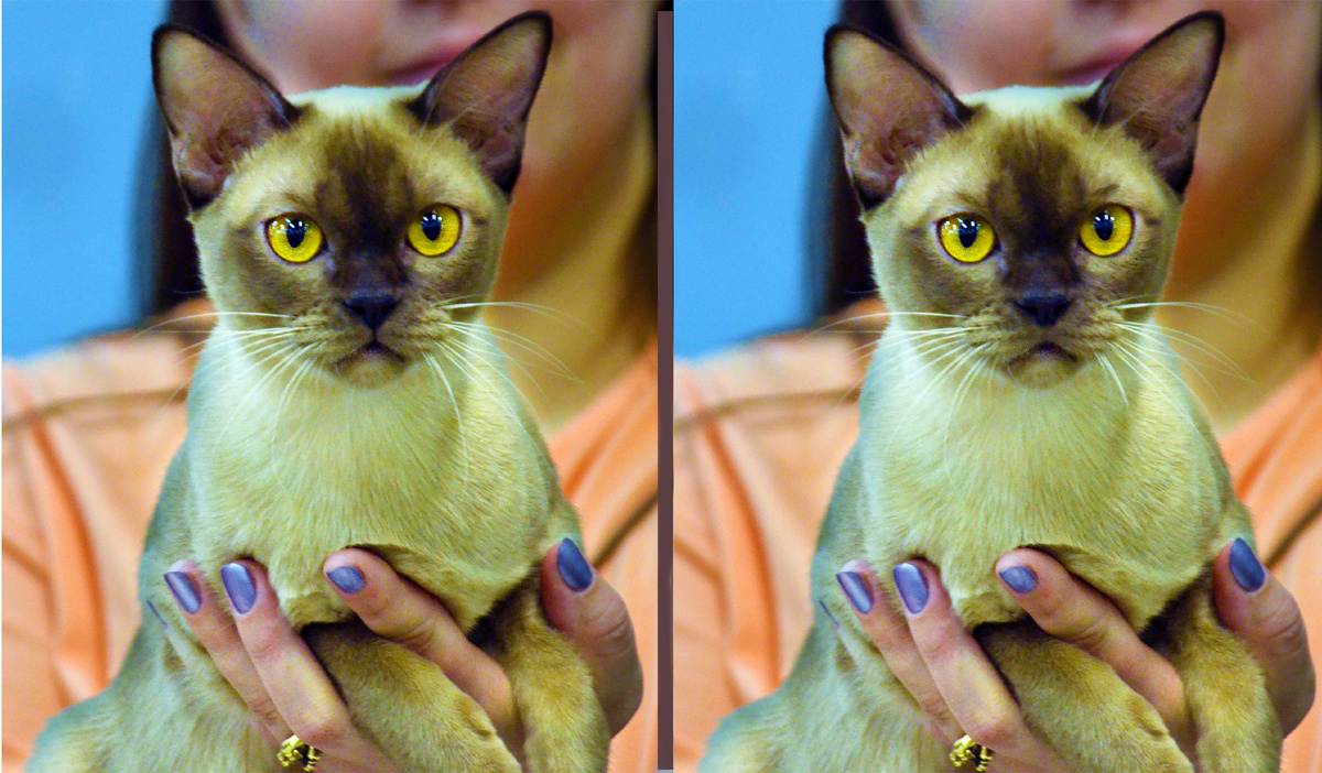 Найдите 3 отличия,ответы - пролистните фото