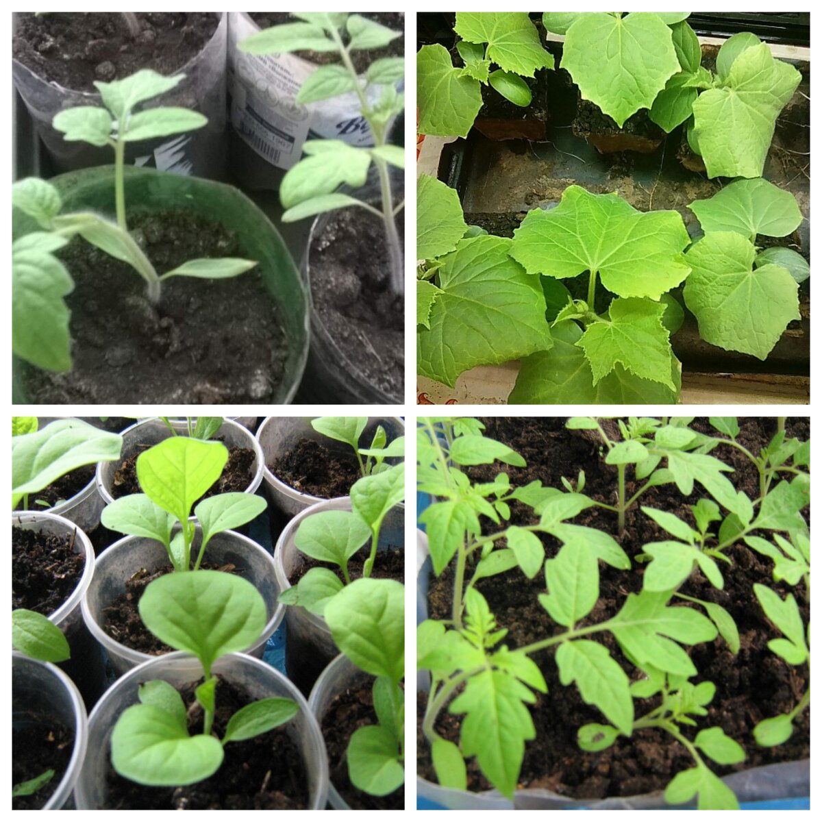 Землю для рассады обрабатываю из пульверизатора раствором настоя луковой шелухи. 