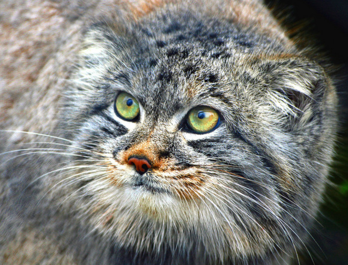 Кот Манул. Манул (палласов кот). Сибирский Манул. Дикий Лесной кот Манул.