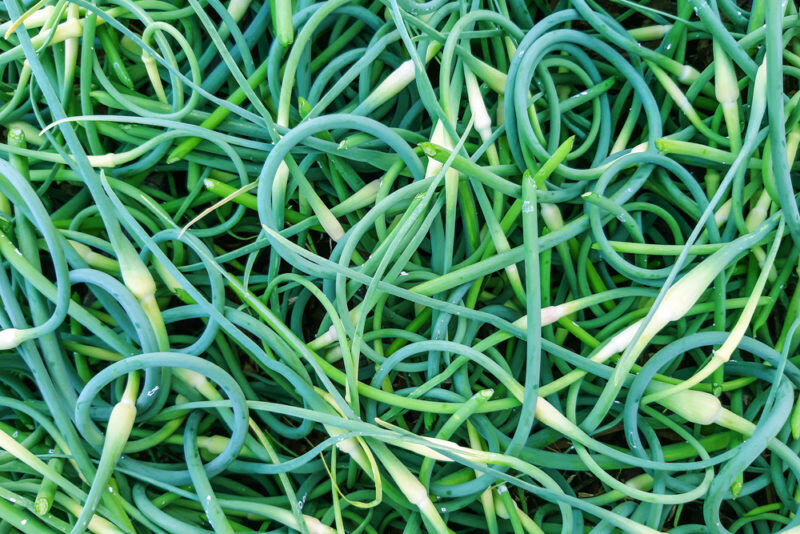 Чеснок. Иллюстрация для статьи используется по стандартной лицензии ©ofazende.com