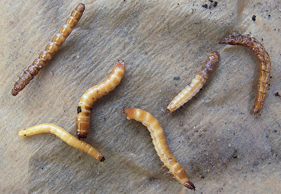 Проволочники. Фото: Rasbak. Источник: commons.wikimedia.org, лицензия Creative Commons Attribution-Share Alike 3.0 Unported