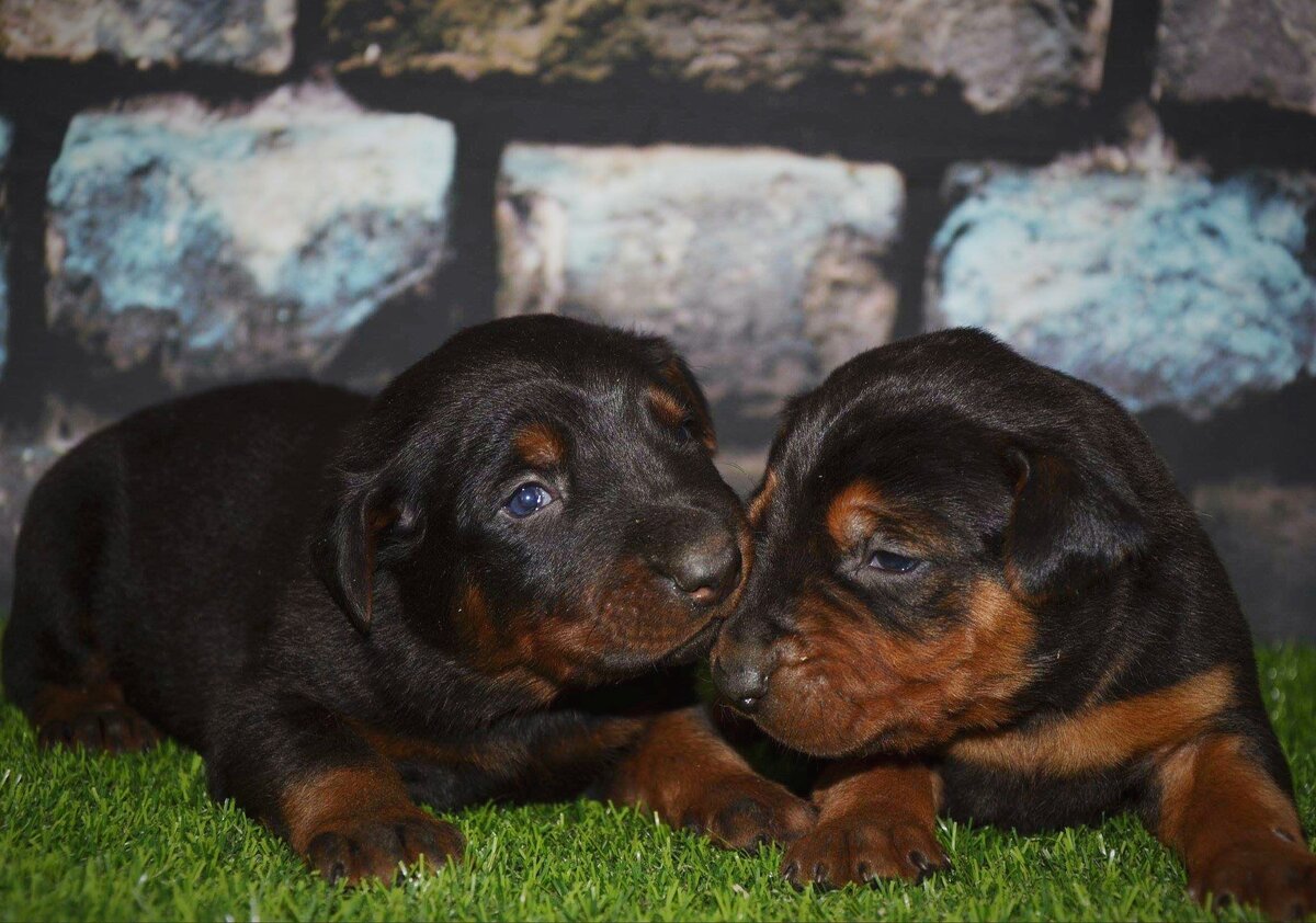 Щеночки лайчжоу хун (Фото: https://www.flickr.com/photos/bamboocqdog/40248290573/)