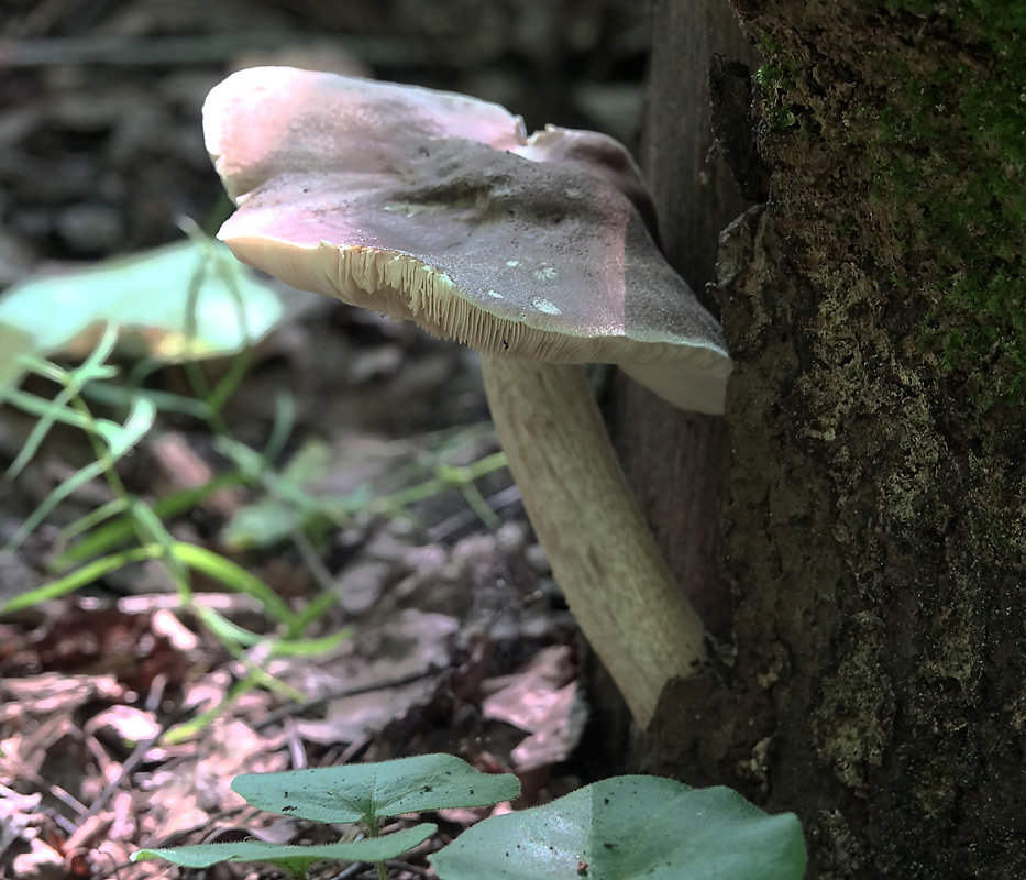 Плютей поузара. Олений гриб фото описание. Плютей олений гриб. Плютей ивовый гриб. Плютей хонго.