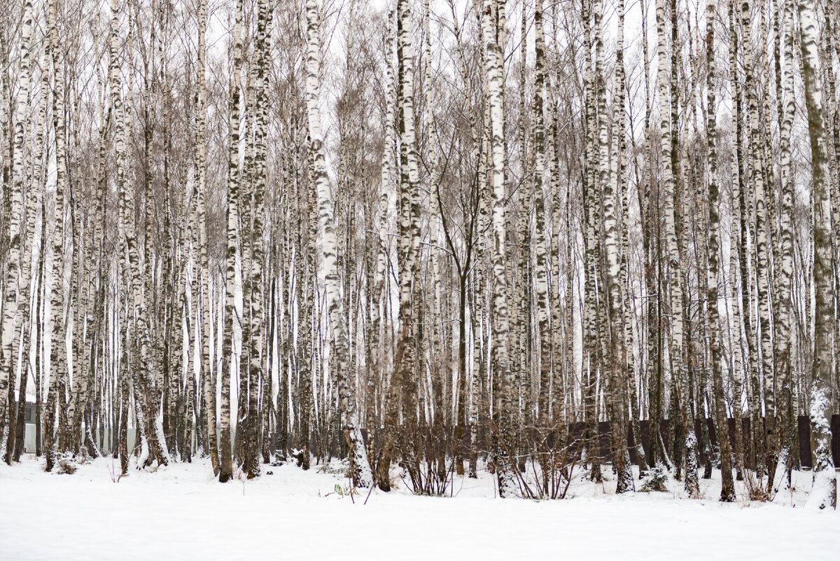 Остатки Белкиного Леса