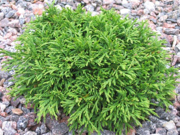 с http://flower.onego.ru