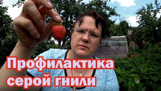 Descargar video: Серая гниль на землянике. Профилактика, борьба, как избавиться.