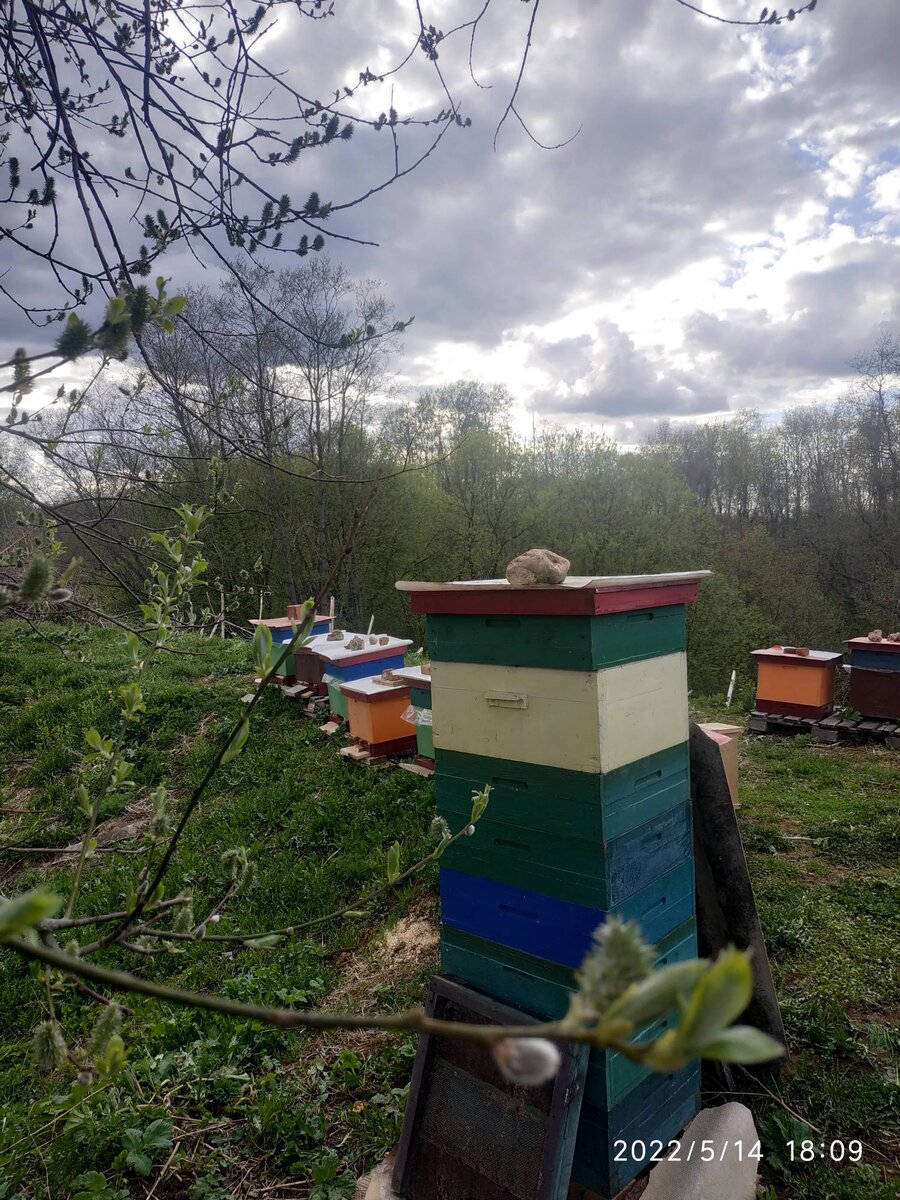 Весна. Приехали за отводками 