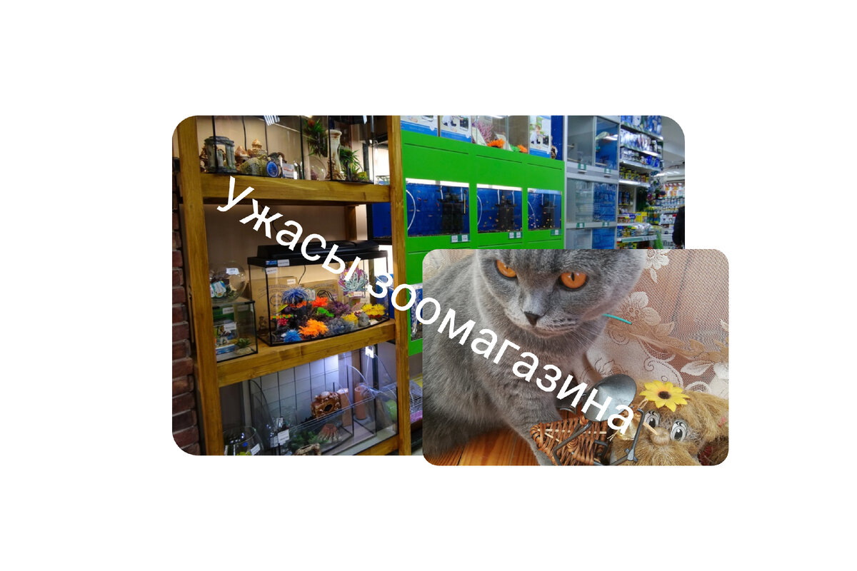 Марк в зоомагазине