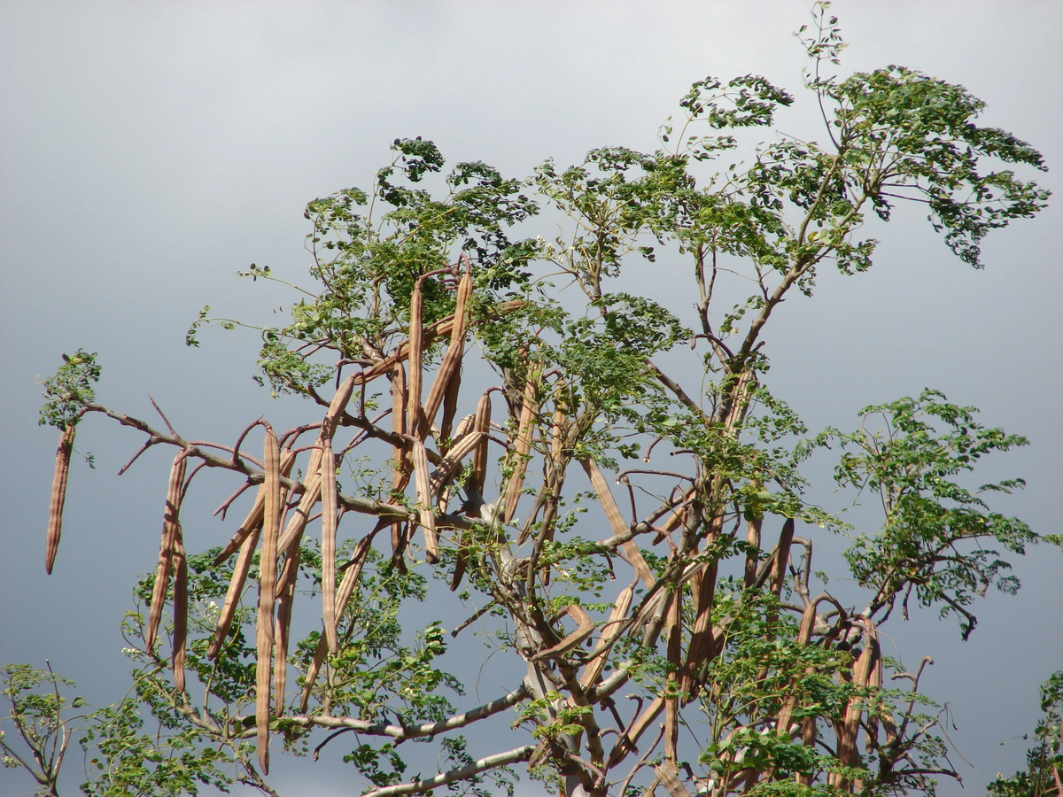 Moringa oleifera. Источник: wikimedia