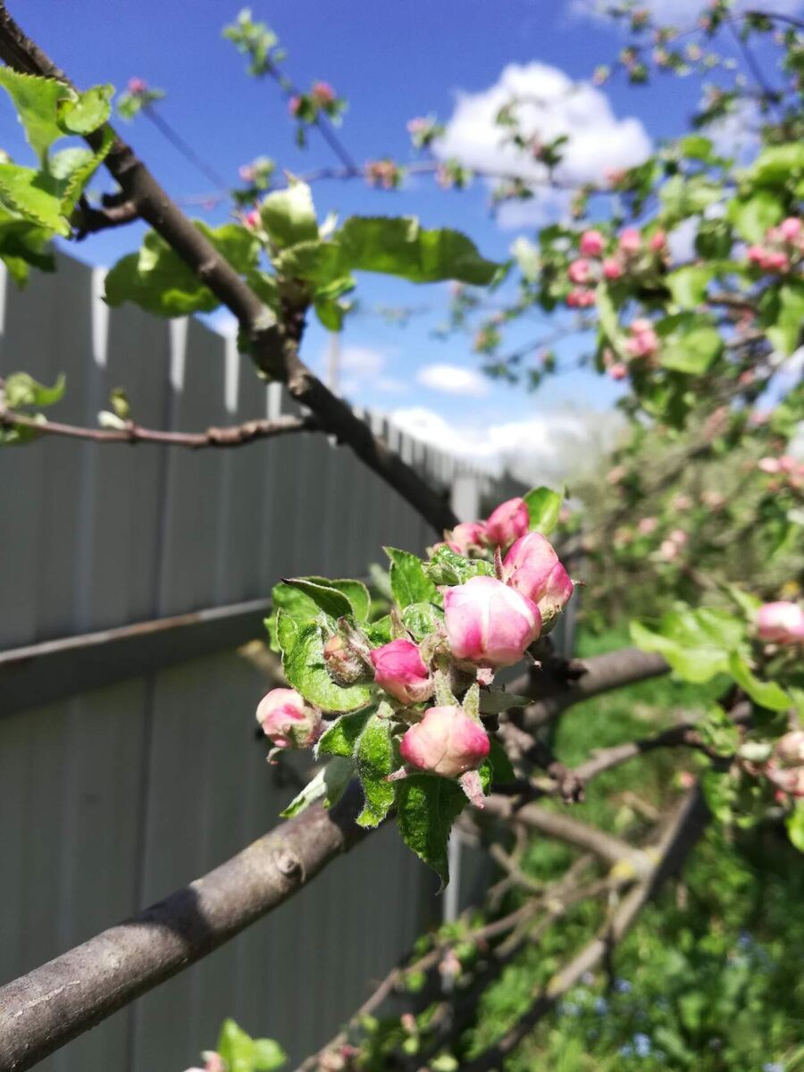 Весна на даче