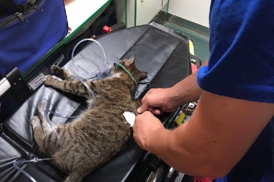     Кошка выжила и ее передали хозяевам. Фото: управление здравоохранения Нижнекамска