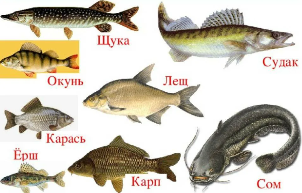 Окуневая рыба 4 буквы. Речные рыбы названия. Пресноводные рыбы названия. Речные рыбы названия для детей. Картинки пресноводных рыб с названиями.