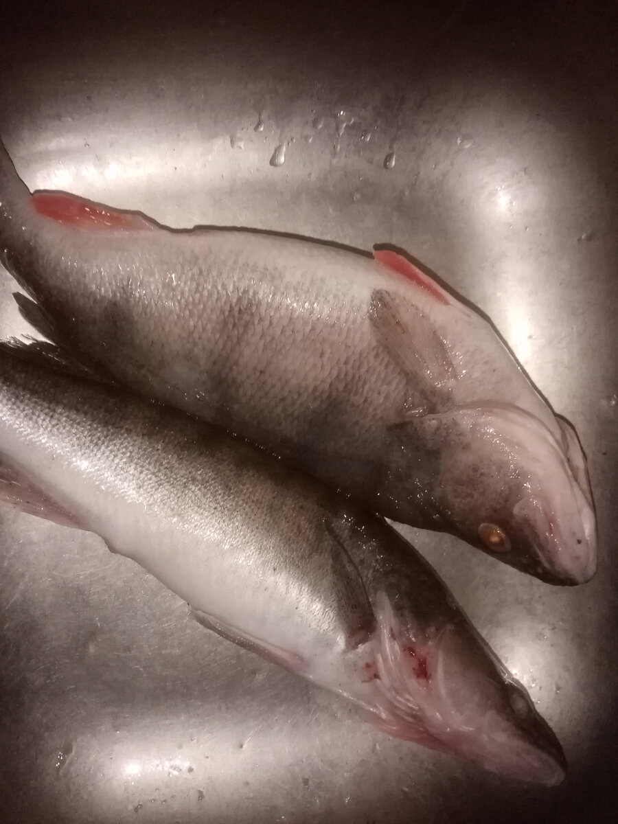 Сама рыба! В нашем случае это судак и окунь.