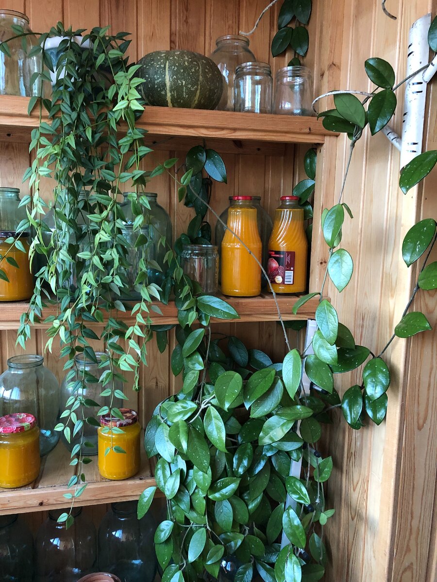 Это хойи, которые я хочу перенести в гостиную, для них планирую купить стеллаж. Фото автора