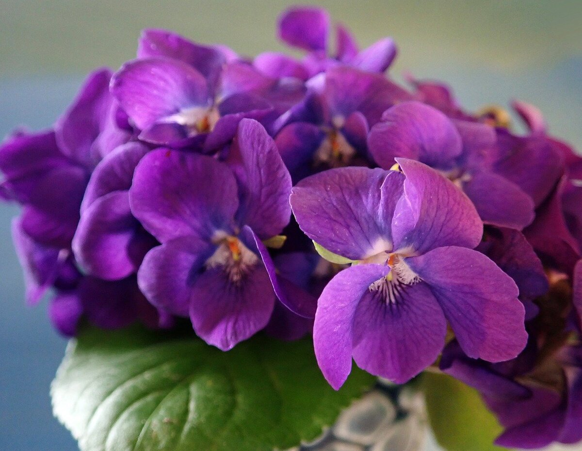 https://pixabay.com/ru/photos/фиалки-духи-ароматные-цветы-сад-4382817/