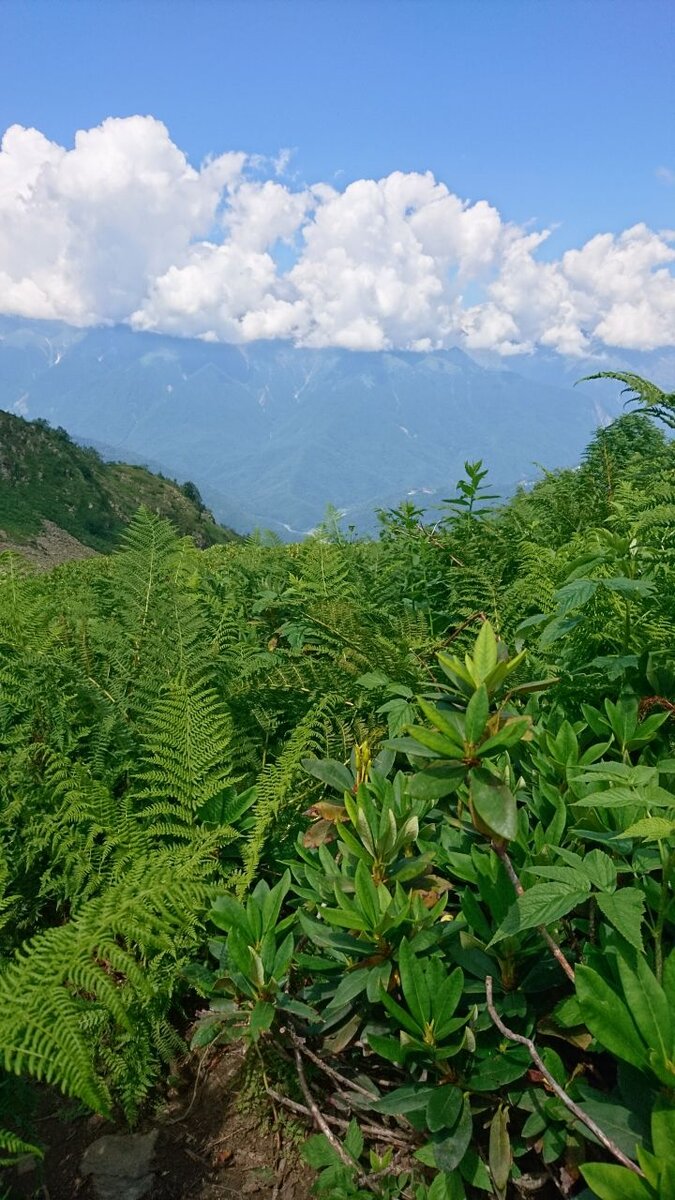 Папоротник на сколонах гор был найден первыми жителями этой местности осенью. Листья растений были красного цвета, отсюда и пошло название — Красная поляна