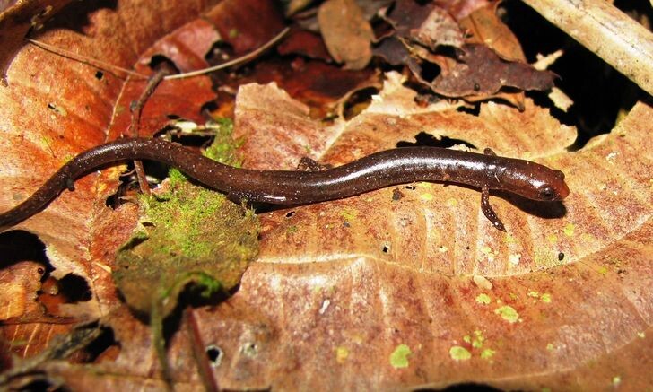 © Jan Meerman / iNaturalist