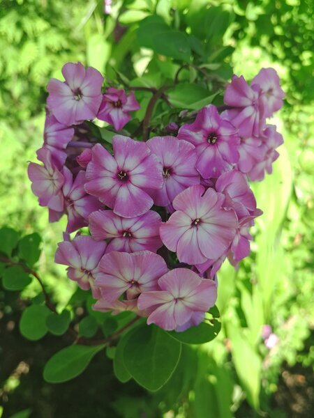 Один и тот же сорт при разном освещении