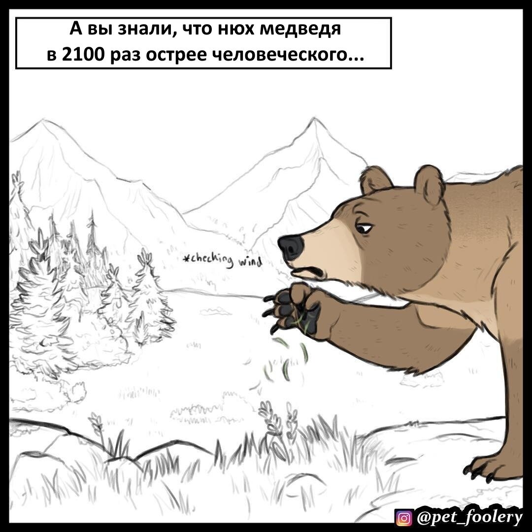 Нюх медведя