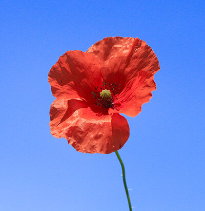 Фото James Wanescoat