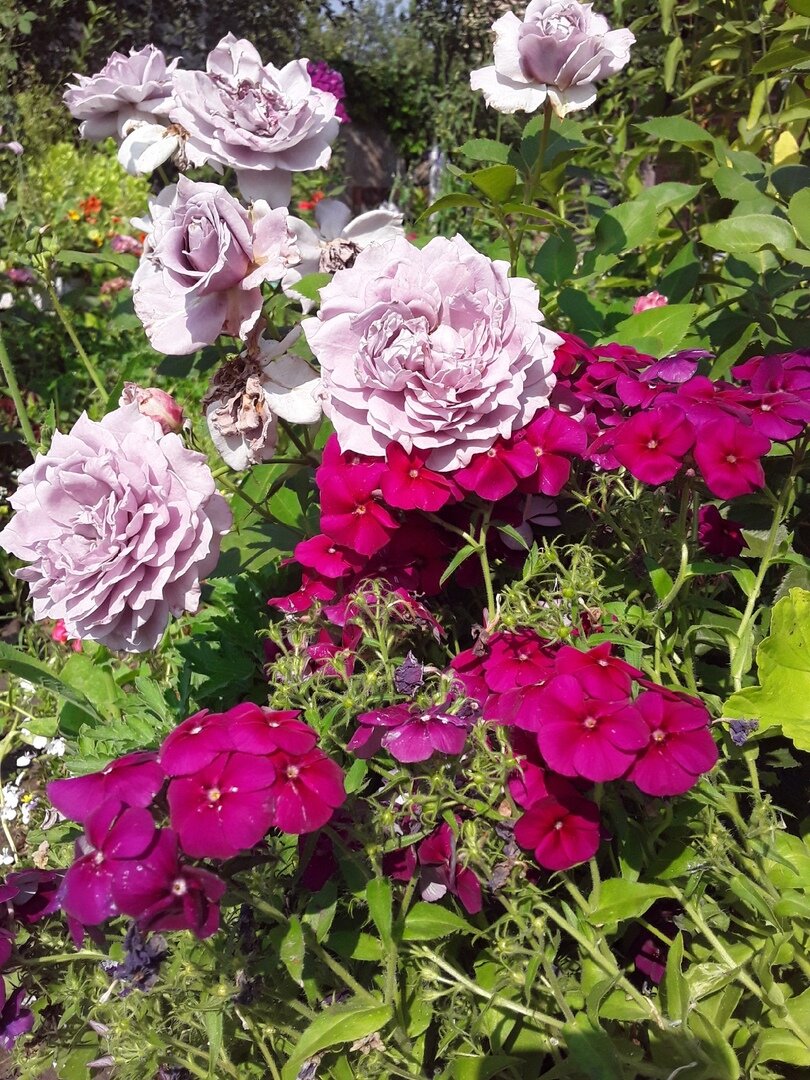 Novalis и флокс Друммонда