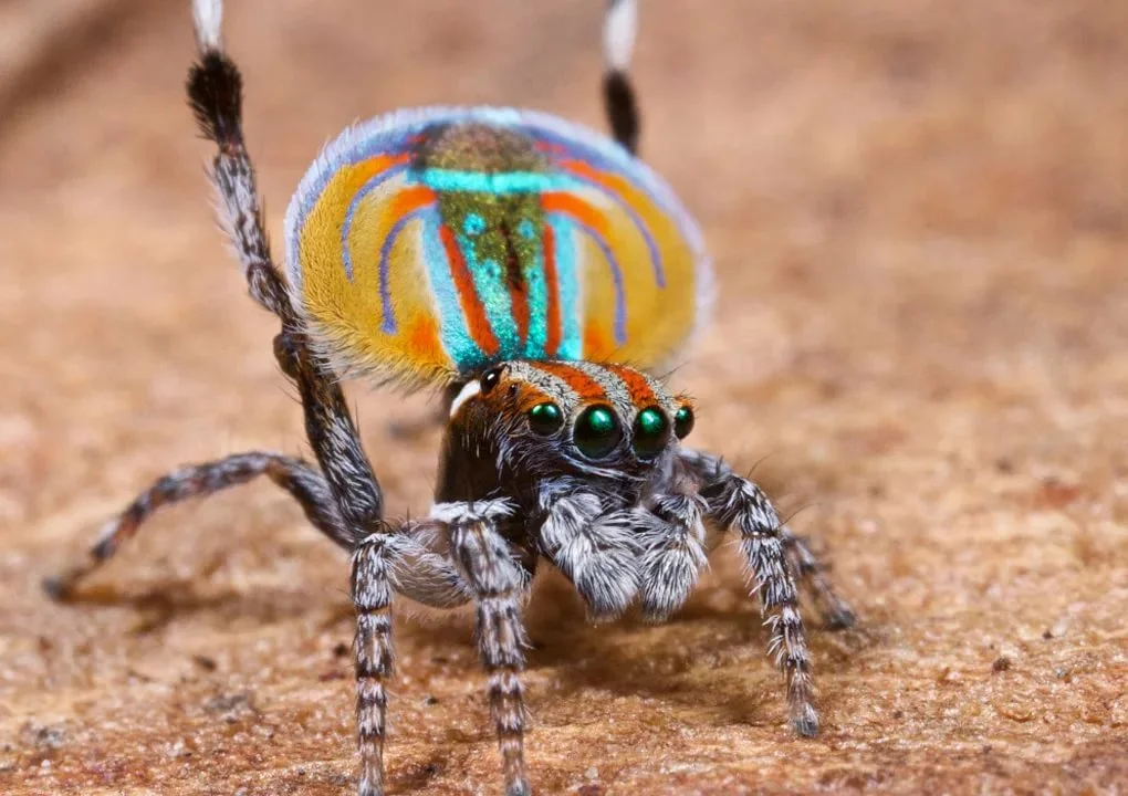 Фото пауков в австралии. Паук-Павлин (Maratus volans). Австралийский птицеед. Австралийский паук птицеед. Maratus volans паук.