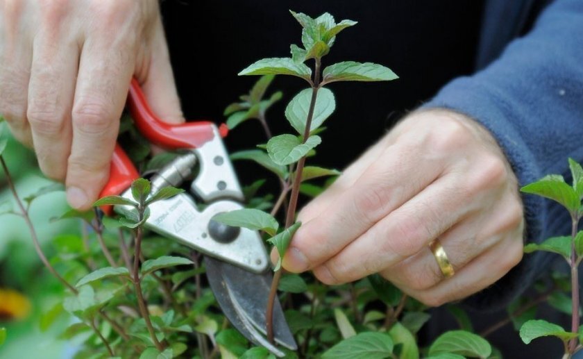 Источник фото: zookovcheg.ru