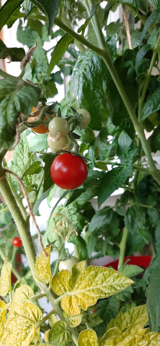 Забываю иногда поливать, листья желтеют а помидорки наливаются красками