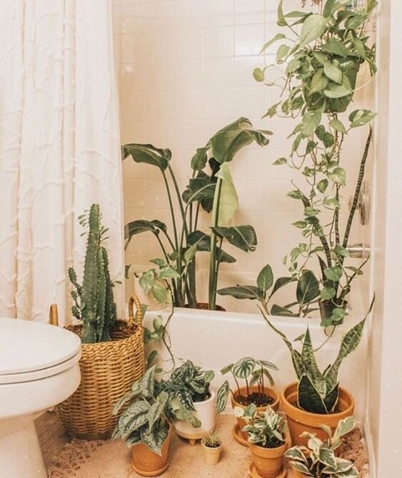 Домашние растения в интерьере