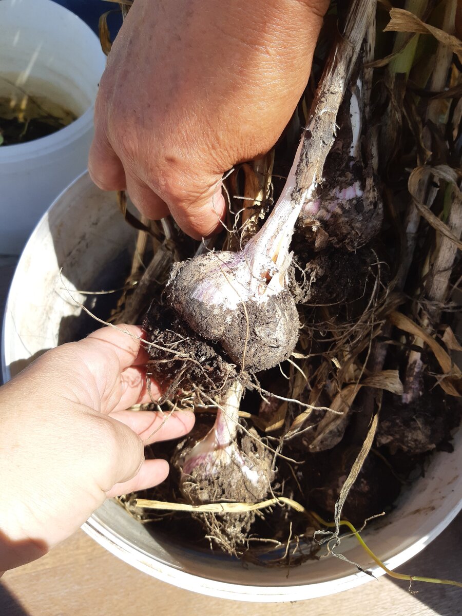 первый урожай на новом месте