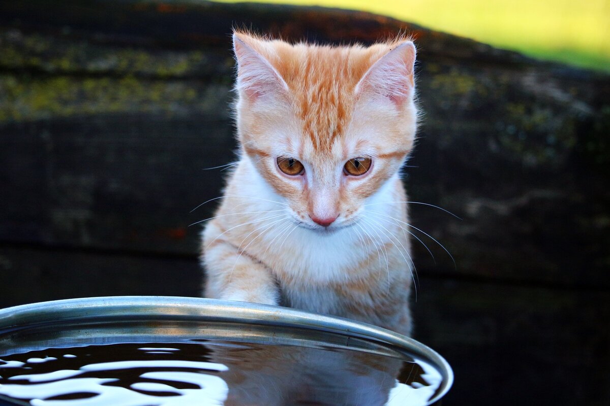 Купаем кота | О котах | Дзен