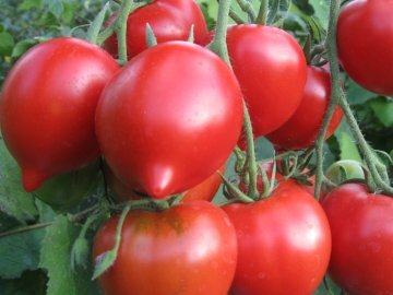 Сорт томата "Примадонна".