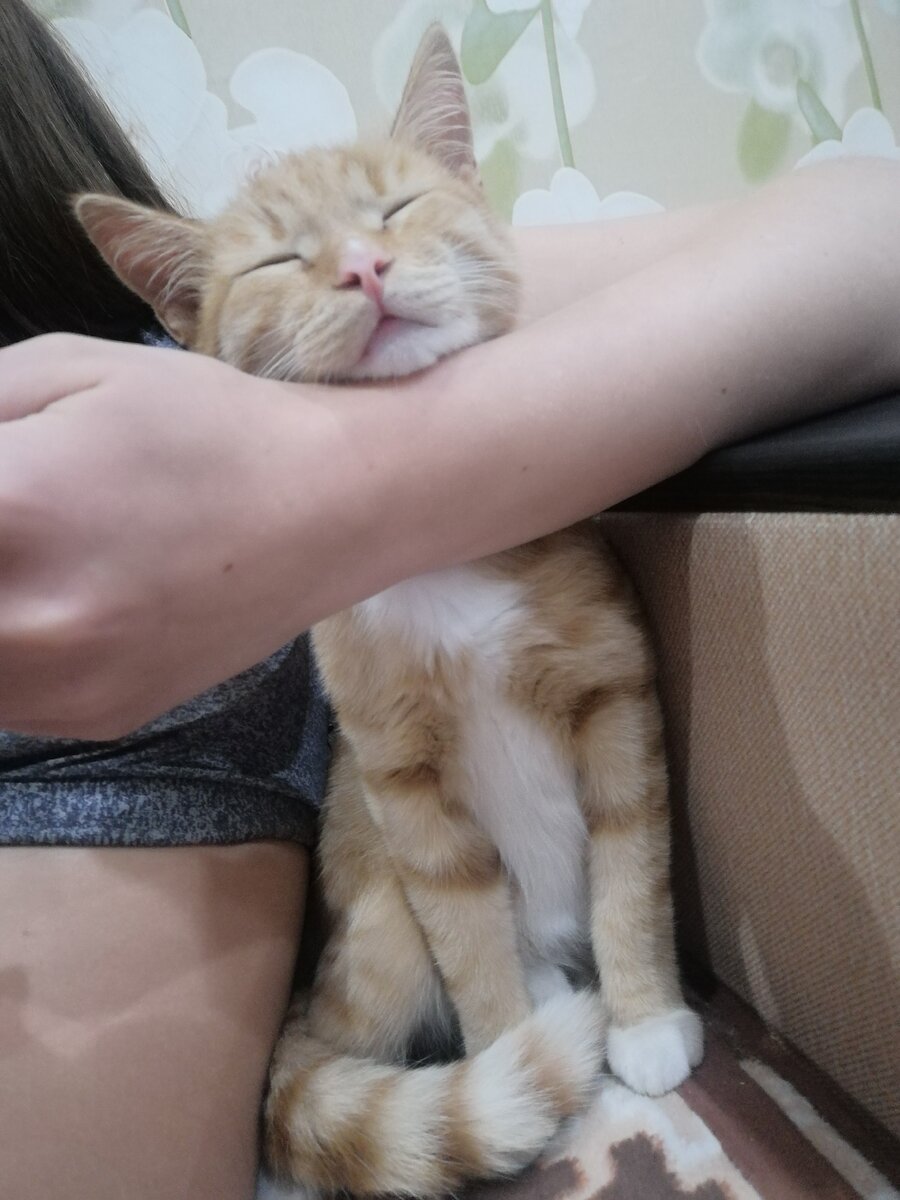 Котик спит😁