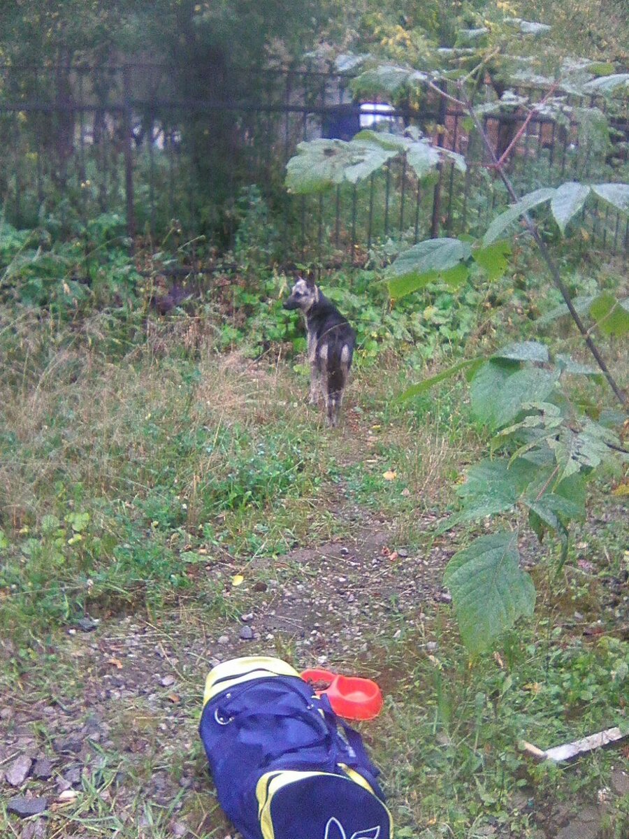 На фото Динка, а в сумке три ее щенка, которых в тот день, почти год назад, 15.09.2019, удалось поймать | Фото автора