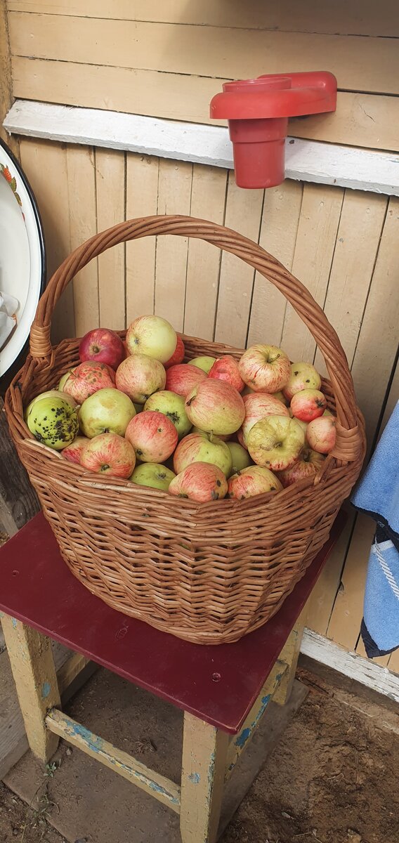 Яблочки для сидра