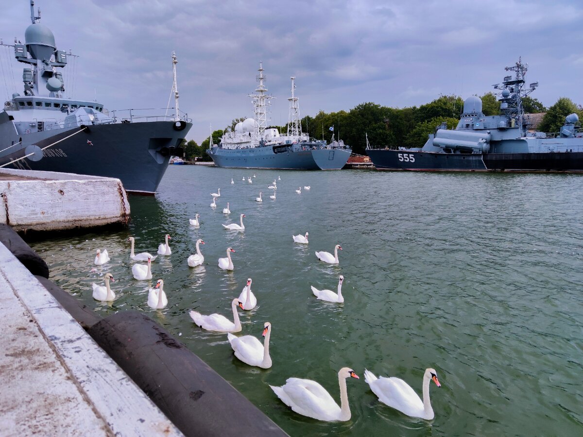 Лебеди в Балтийске