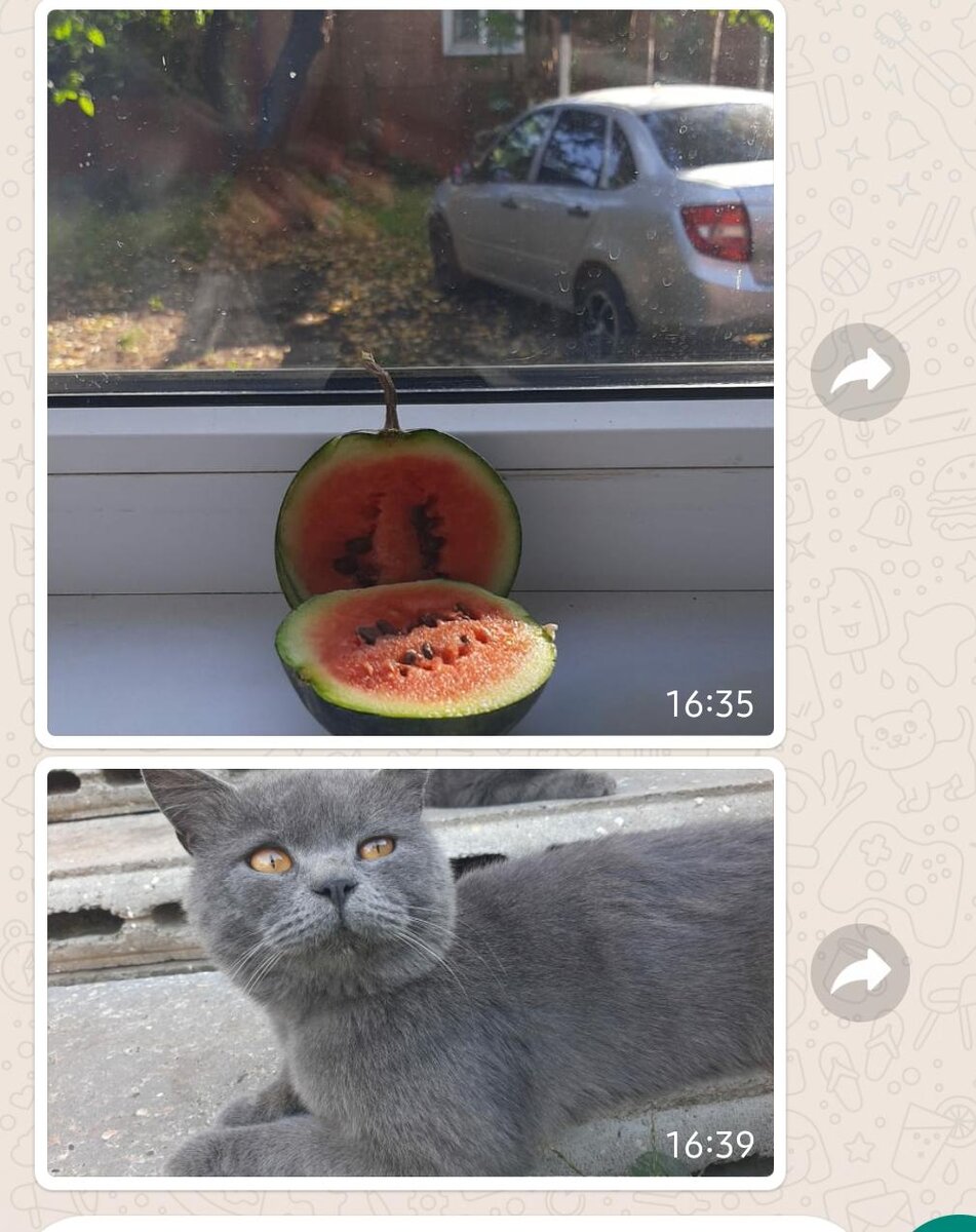 Вырастили дома мини-арбузик. Кот Кокос в недоумении: "А чё, так можно было? "