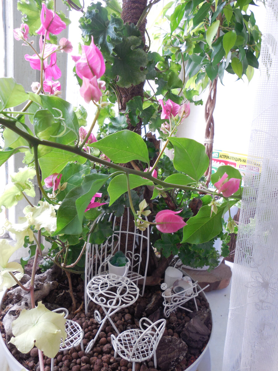 Специально поставила красивое фото. С зацветающей бугенвилеей и мини-садиком в цветочном горшке. Некрасивое будет ниже