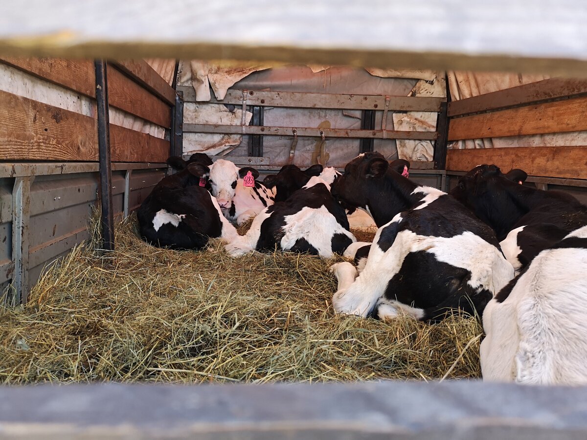 Бычки. Фото автора.