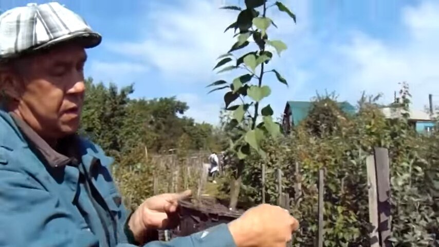 Фото из питомника Железовых. Белая точка - отметка юг-север, граница земля-воздух