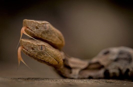 Открытый источник:  Яндекс