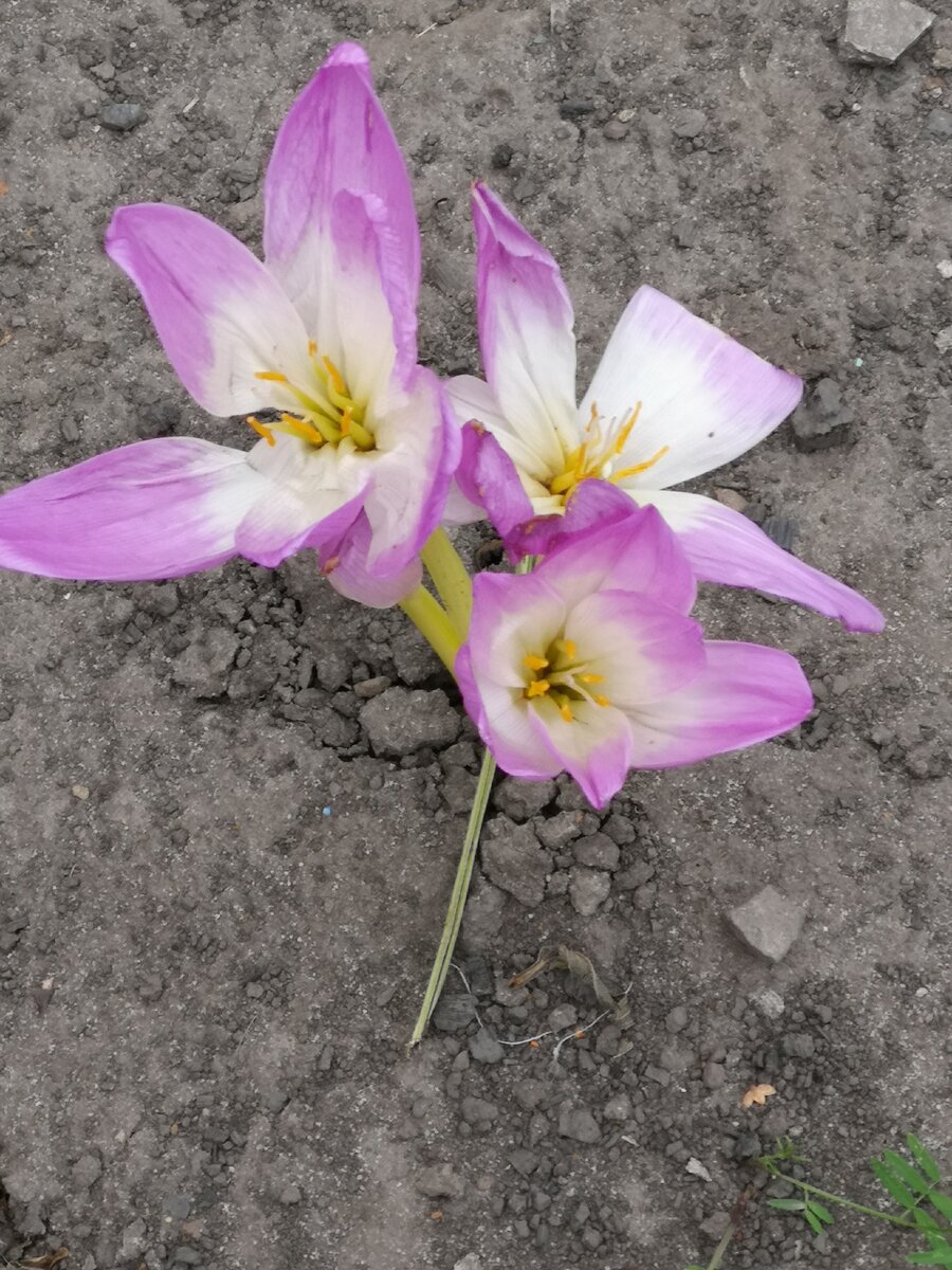 Крокусы. Фото автора.