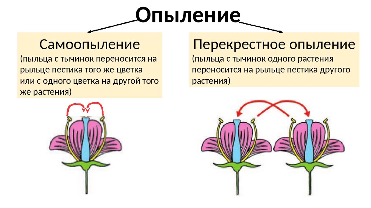 Типы опыления. Опыление растений самим. Самоопыление и перекрестное опыление. Типы опыления растений. Схема опыления цветковых растений.