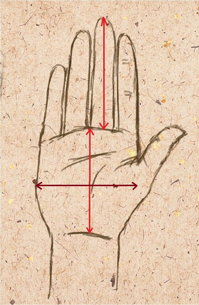 длина ладони > ширины ладони, 