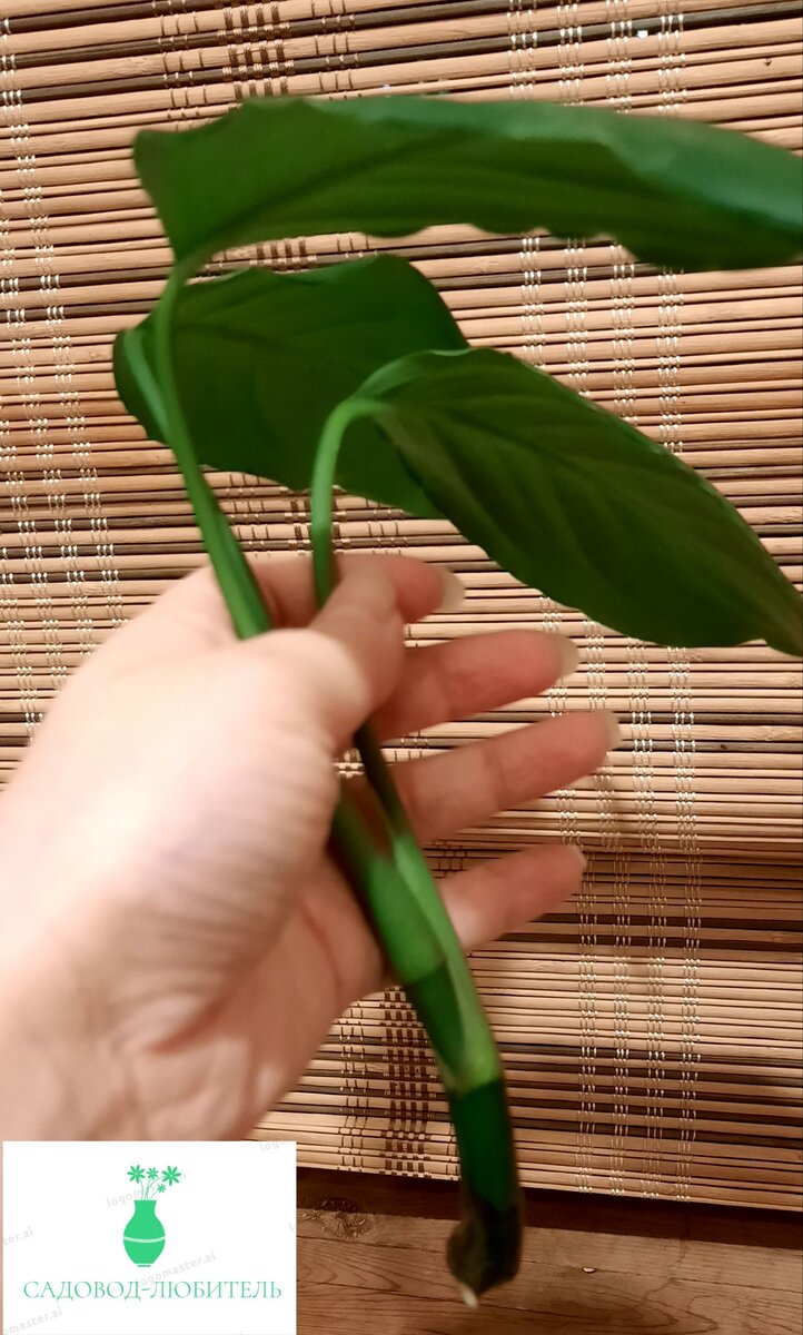 Отросток аглаонемы. Уже дал корешок.