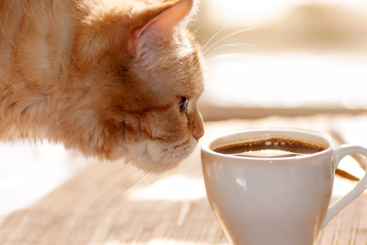 Взято с сайта https://imgflip.com/memetemplate/199657146/Cat-coffee