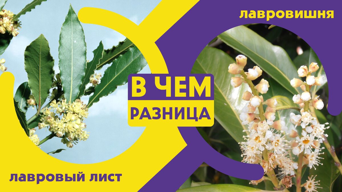 Коллаж в чем разница между лавровишней и лавровым листом, собственный дизайн. Фото из открытых источников.