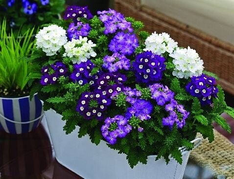 Вербена. Фото: https://i.pinimg.com